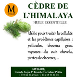 HE Cèdre de l'Himalaya